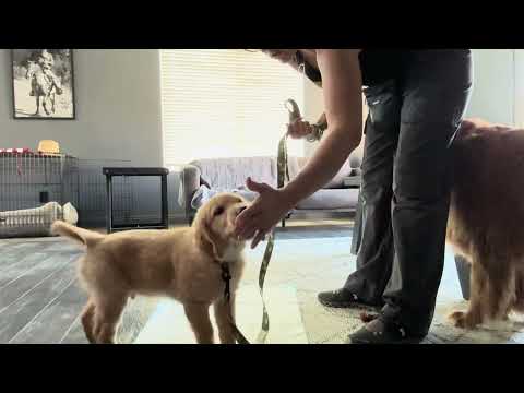 Teaching Responsiveness on Leash