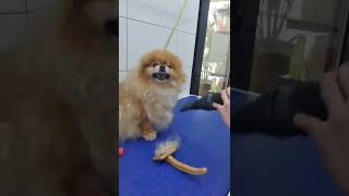 Pomeranian Grooming! Iv San Bernard
