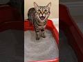 Cats Clean Their Own Litter Box (Hilarious) | 猫が自分でトイレを掃除する