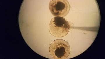 Embryo Microinjection