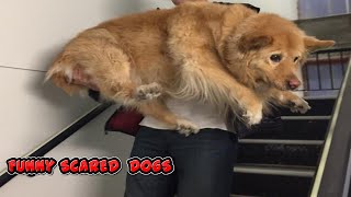 Funny Dogs Scared of Randoms Things - Funny Dog Video Compilation