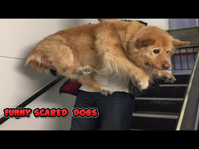 Funny Dogs Scared Of Randoms Things - Funny Dog Video Compilation - Youtube