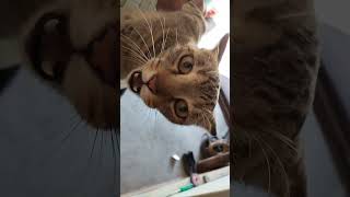 angry Billi sound #billikiawaz #catsounds #catvoice #cat #catcartoon #catshorts #catshorts #funnycat