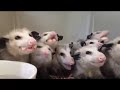 10 Hours of Opossums Eating Bananas