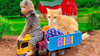 BiBi harvests fruit to make juice for monkey Obi and cat Ody