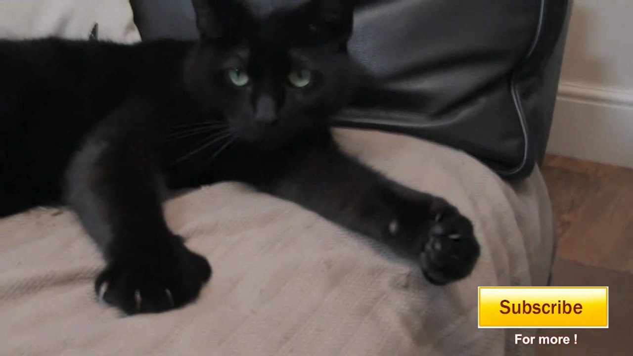Jimmy the cat gives us a thumbs up [HD]