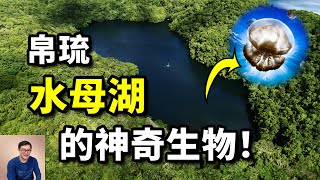 帛琉水母湖為何成為熱點與世隔絕上萬年演化出不可思議的生物金色水母VS蟲黃藻【老肉雜談】#動物 #水母湖 #帛琉 #水母 #旅遊