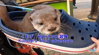 こむぎ、初めての大冒険　Komugi's first adventure