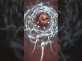 Biological Explains human reproductive #science #fertilization #pregnant ##usa #shorts #biology