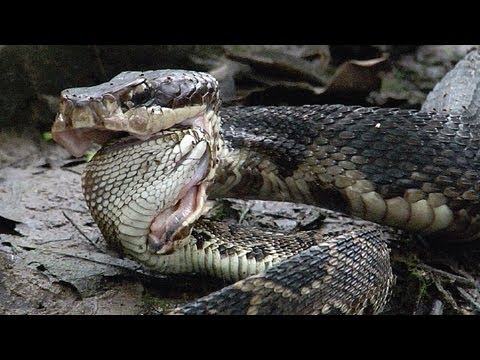 Cottonmouth vs Rattlesnake 02 - Cottonmouth Kills & Eats Rattlesnake - Time Lapse