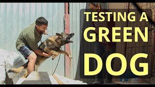 DDR Green Dog test