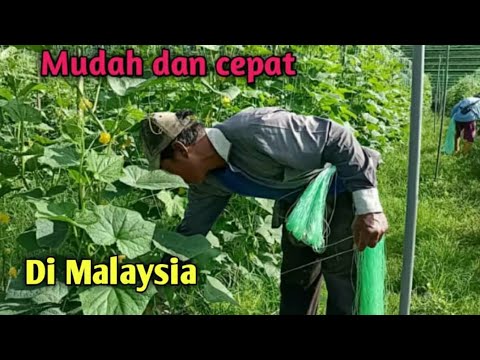 Video: Timun: Selok-belok Penjagaan Di Tempat Tidur