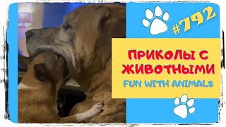 Приколы про Животных 😊 Приколы с Животными 😀 Funny Animals 😭 Funny Animals Video 👍