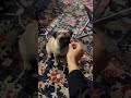 Im Learning Everyday Dugu Puggie Happydog Im Learning Everyday Dugu Puggie Happydog