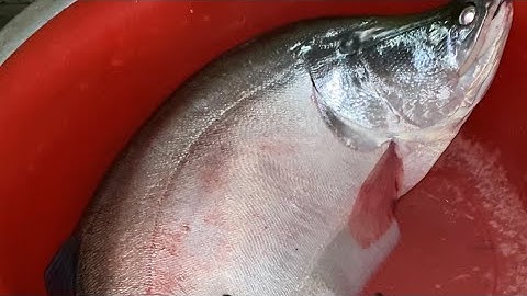 Câu đêm đụng cá thác lác khủng. Đức Nghĩa fishing