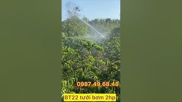 THỰC TẾ BT22, TƯỚI VƯỜN CÀ PHÊ TẠI TÂY NGUYÊN