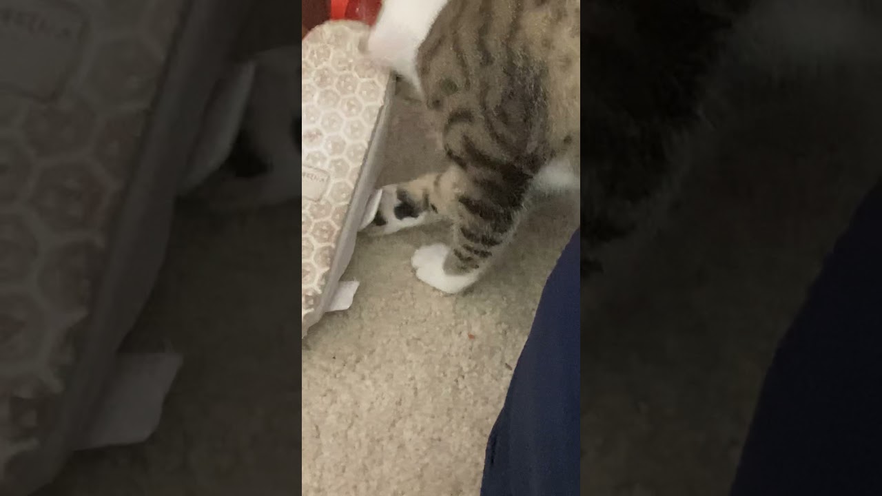My Cat Like To Eat Shoes YouTube my-cat-like-to-eat-shoes-youtube