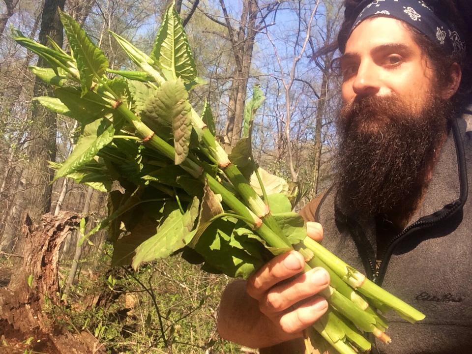 Japanese Knotweed - A Food, Medicine, Teacher, and Herbal Healer