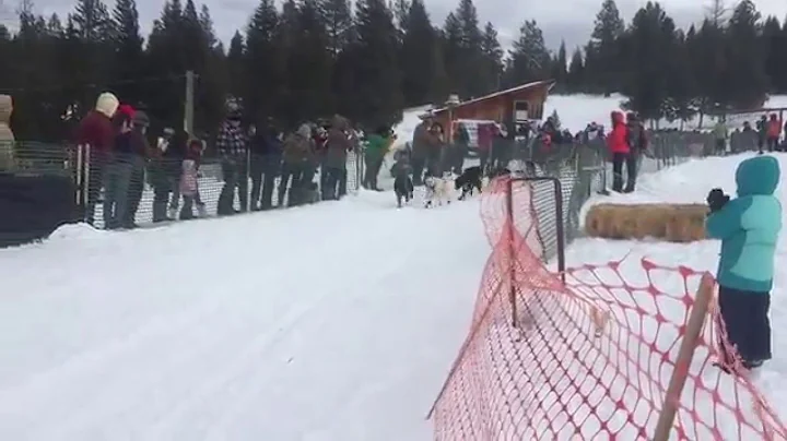 2016 Eagle Cap Extreme Sled Dog Race start: Alea R...