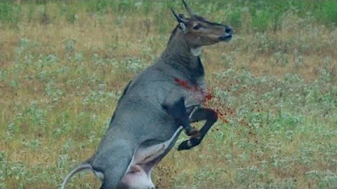 TOP 10 INSANE HUNTING HEADSHOT