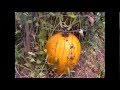 Ripe Pumpkin Trapped in a Cage