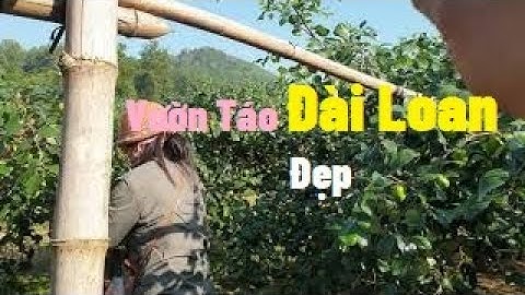 Vườn Táo Đài Loan Đẹp Nhà Anh Trường Nga I Nui Doi Luc Ngan 98