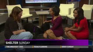 Shelter Sunday: June 5, 2016