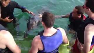 Swimming With The Dolphins - Bali