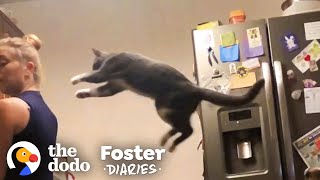 Woman Fosters A Shy, Scared Cat And ... 😍 | The Dodo Foster Diaries