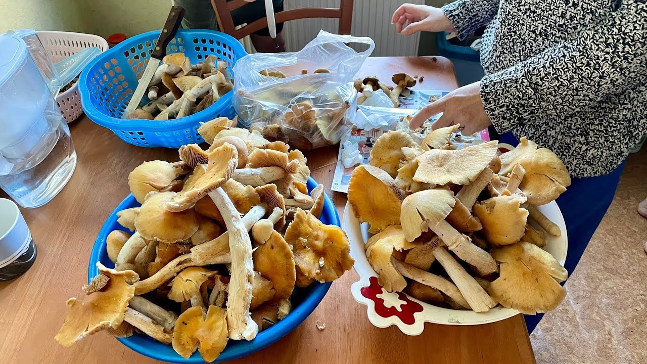 Hái nấm về làm bánh Xèo Nấm - Picking Mushroom to make Banh Xeo dishes