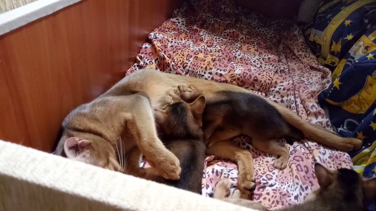 Уход за котенком и мамой кошкой в первый месяц после родов. - YouTube