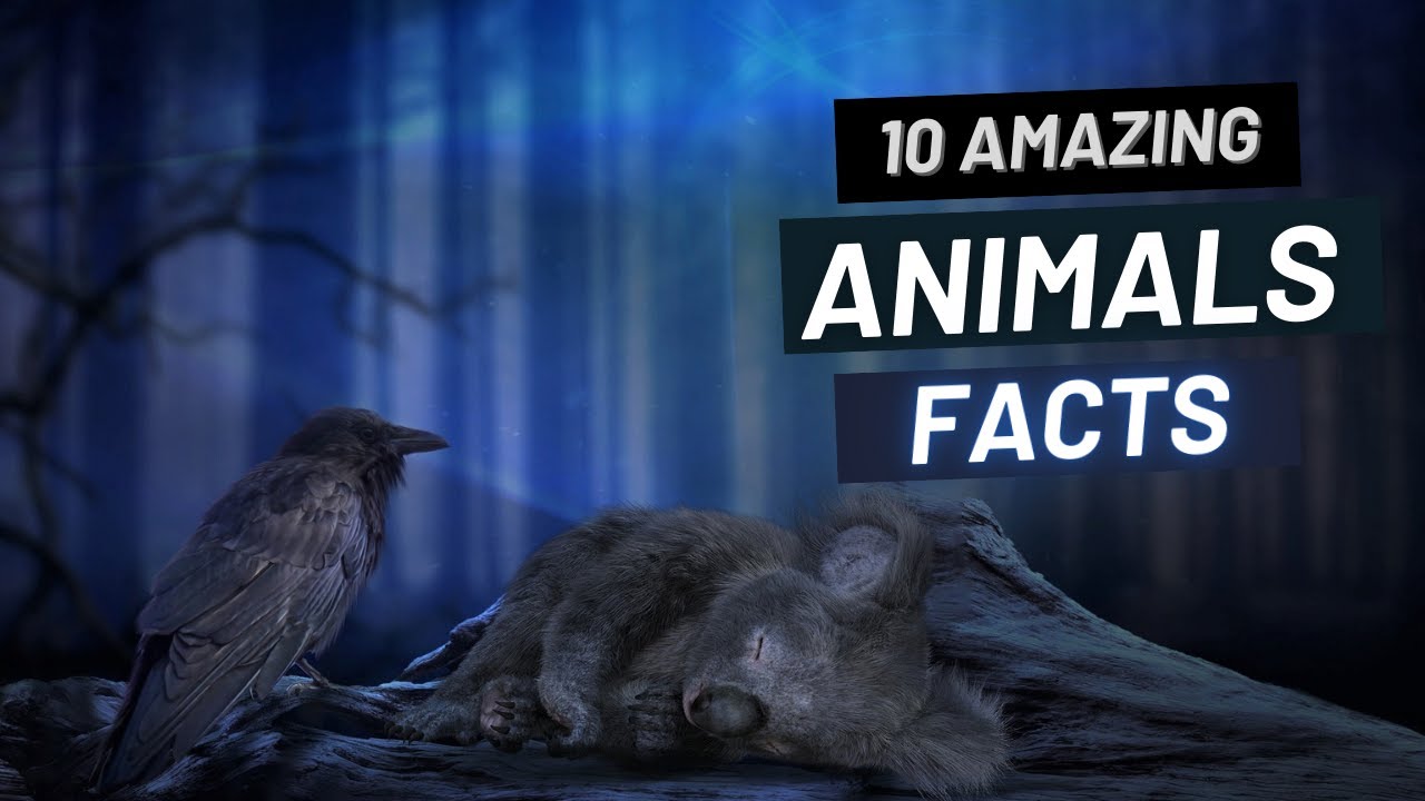 Top 10 Amazing Animals Facts YouTube