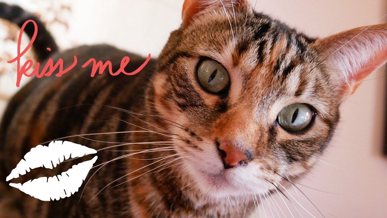 CUTE CATS VIDEO 26 KISSING THE CAMERA YouTube