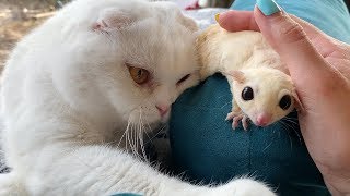 ДРУЖБА КОТА И БЕЛОГО САХАРНОГО ПОССУМА / Знакомство белки с тамарином ДРУЖБА КОТА И БЕЛОГО САХАРНОГО ПОССУМА / Знакомство белки с тамарином