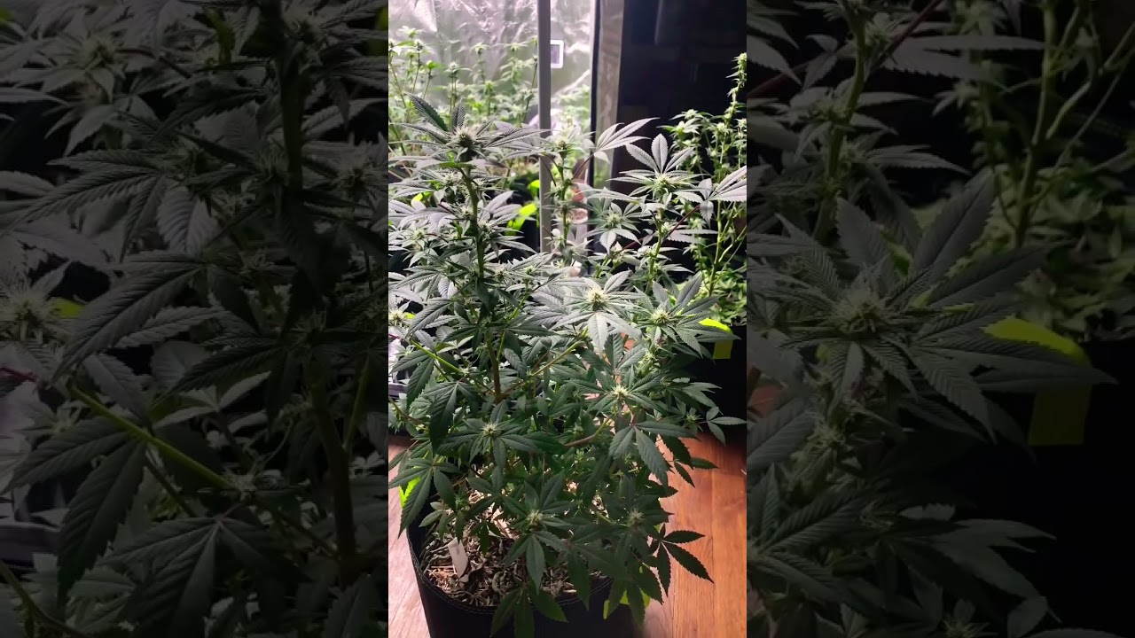 Flower day 21 🌺🌹 these babies are beautiful 😻 