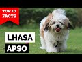 Lhasa Apso - Top 10 Facts の動画、YouTube動画。