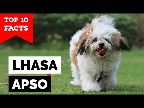 Video: 50 kule tibetanske hundenavn for din Lhasa Apso valp