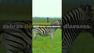Zebra Stripes Are Nature's Fly Repellent