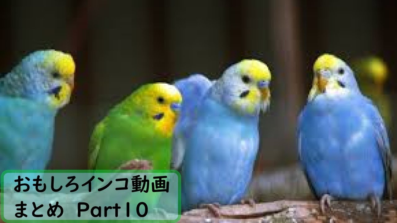 面白 インコ おもしろインコ動画まとめ 10 かわいい Youtube