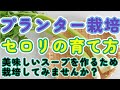 【セロリの育て方】この動画を見れば育てられます!【プランター】【家庭菜園で】