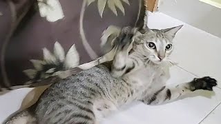 CATS will make you LAUGH YOUR HEAD OFF - Funny CAT compilation by Bdew World 2,033 views 3 years ago 8 minutes, 1 second