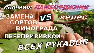 Летние перепрививки взрослых кустов винограда!Ламборджини вместо Велеса.ч.2 Grafting grapevines.ep.2