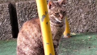 [野良猫]鋭い顔をした鍵しっぽのキジトラ猫が可愛すぎる[straycat]This cat with a sharp face and curled tail is so cute!