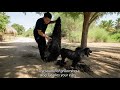Satisfying Video | The sound of grooming a dog satisfies your ears.