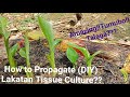 『How to Propagate (DIY) Lakatan Tissue Culture』