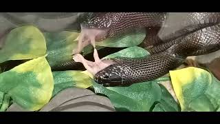 Mexican Black King Snake feeding