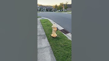 🇺🇸 Walking in an American Neighborhood