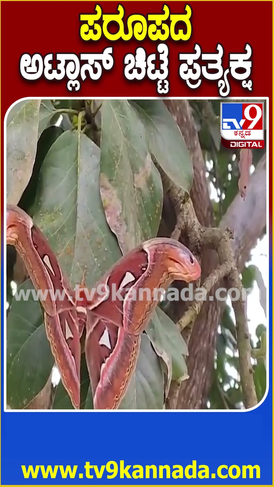 ಅಪರೂಪದ ಅಟ್ಲಾಸ್‌‍ ಚಿಟ್ಟೆ ಪ್ರತ್ಯಕ್ಷ #Butterfly #Tv9D