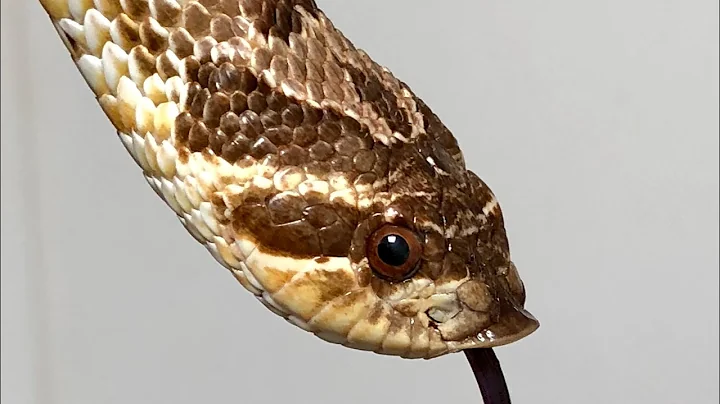 Hognose Snake Enclosure Size: Serpentes Sunday 10 ...
