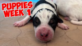 A Puppy Passed Away... | FIRST WEEK IN THE PUPPIES LIFE